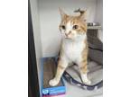 Adopt Chip a Domestic Short Hair