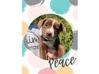 Adopt Peace a Cattle Dog