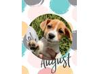 Adopt August a Cattle Dog