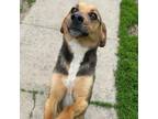 Adopt Waylon a Beagle, Mixed Breed