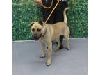 Adopt MADIGAN a German Shepherd Dog, Pit Bull Terrier