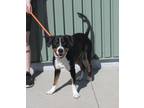 Adopt TOBIN a Treeing Walker Coonhound, Mixed Breed