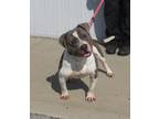 Adopt CANNELLINI a Pit Bull Terrier