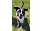 Adopt Bentley (HW-) a Pit Bull Terrier, Mixed Breed