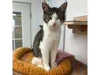 Adopt Brooks a Domestic Short Hair