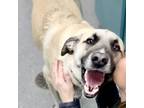 Adopt Kash a Anatolian Shepherd