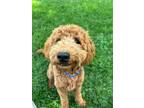 Adopt Lorenzo a Golden Retriever, Standard Poodle