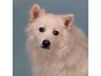 Adopt Berry a American Eskimo Dog, Mixed Breed