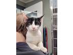 Adopt Sylvester a Domestic Short Hair