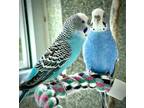 Adopt MILO a Parakeet (Other)