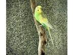 Adopt SHERBET a Parakeet (Other)