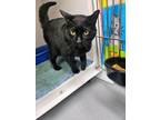 Adopt Sunny a Domestic Short Hair