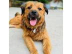 Adopt Sampson a Terrier, Mixed Breed