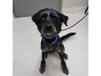 Adopt Archie a Wirehaired Pointing Griffon