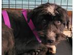 Adopt Zorro a Collie, Poodle