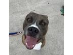 Adopt Flounder a Pit Bull Terrier, Mixed Breed