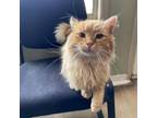 Adopt Stray - Chex a Domestic Long Hair