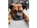 Adopt Dallas a Boxer