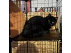 Adopt Zephyr a Domestic Long Hair