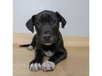 Adopt Bill D16132 a Pit Bull Terrier