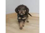 Adopt Hershey D16157 a Wirehaired Terrier