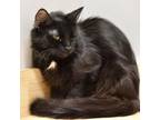 Adopt Locus C16205 a Domestic Long Hair