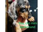 Dachshund Puppy for sale in Greeneville, TN, USA