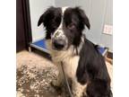 Adopt Bigoli a Collie