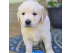 Golden Retriever Puppy for sale in Woodleaf, NC, USA
