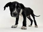 Adopt TINY a Australian Cattle Dog / Blue Heeler, Mixed Breed