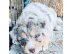 Aussiedoodle Puppy for sale in Hempstead, TX, USA