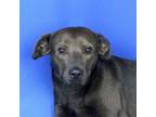 Adopt Eren-051908R 1 a Labrador Retriever