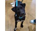 Adopt Scalper - 042901S a Black Labrador Retriever