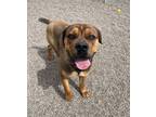 Adopt Fonzie a Mixed Breed