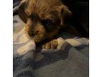 Yorkshire Terrier Puppy for sale in Lynchburg, VA, USA