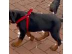 Rottweiler Puppy for sale in Hampton, VA, USA