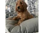 Goldendoodle Puppy for sale in West Richland, WA, USA
