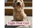 Light Pink Lady