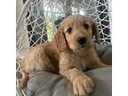 Golden Retriever Puppy for sale in West Richland, WA, USA