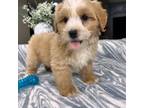 Mutt Puppy for sale in Greenfield, IN, USA