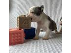 Boston Terrier Puppy for sale in Lakeville, OH, USA