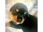 Rottweiler Puppy for sale in Medford, OR, USA