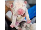 Olde Bulldog Puppy for sale in Darien, GA, USA