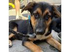Adopt Epee a Shepherd, Mixed Breed