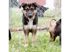 Adopt Epee a Shepherd, Mixed Breed