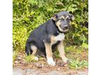 Adopt Epee a Shepherd, Mixed Breed