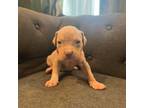 Mutt Puppy for sale in Odenton, MD, USA