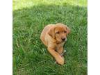 Labrador Retriever Puppy for sale in Mc Gaheysville, VA, USA