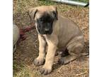 Great Dane Puppy for sale in Dudley, NC, USA