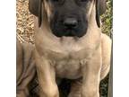 Great Dane Puppy for sale in Dudley, NC, USA